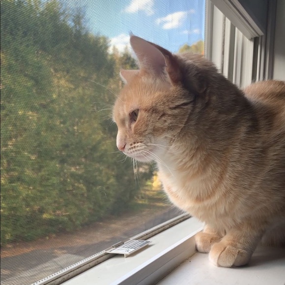 Meet your Posher, Molly - Picture 1 of 1